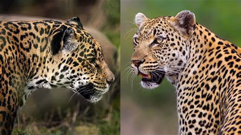 What's the difference between a leopard and a jaguar? - MSNBCTV