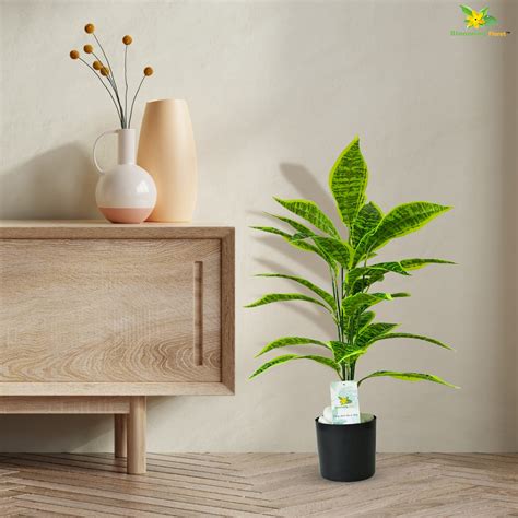 Eternal Serenity Snake Plant – Blooming Floret