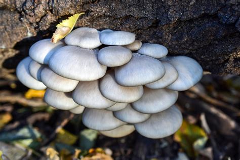 Growing Mushrooms on Logs — Midway Mushrooms