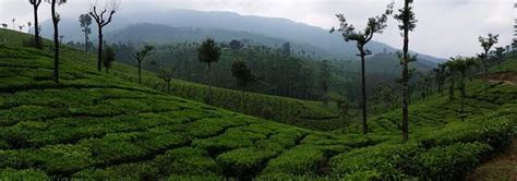 Nallamudi Viewpoint (Valparai) - 2021 What to Know Before You Go (with ...