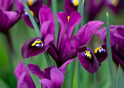 How to Plant, Grow & Care for Irises | Sarah Raven