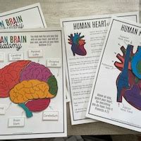 Buy Heart Anatomy Printable Activity, Human Body Game, About Me, Heart ...
