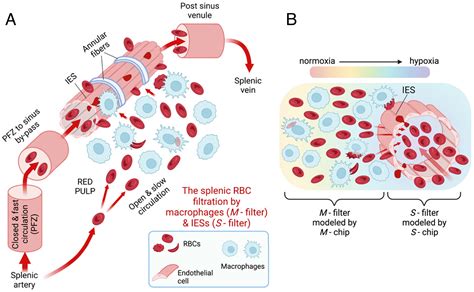 Blood Diagram