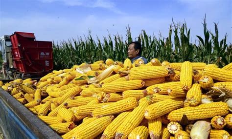 重要信息：我国玉米库存量接近“颗粒无存”，这才是国家或高价大量收粮的背后原因......