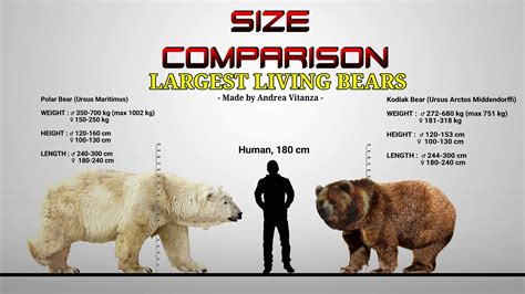 Polar Bear Size Chart