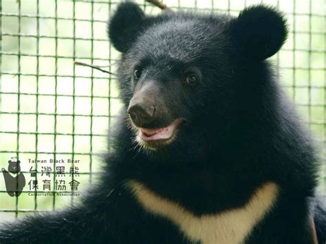 「比貓熊更珍貴」 台灣黑熊登上《CNN》頭條！ - 生活 - 自由時報電子報