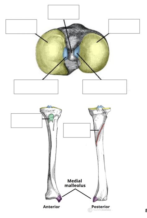 Proximal Tibia 的图像结果