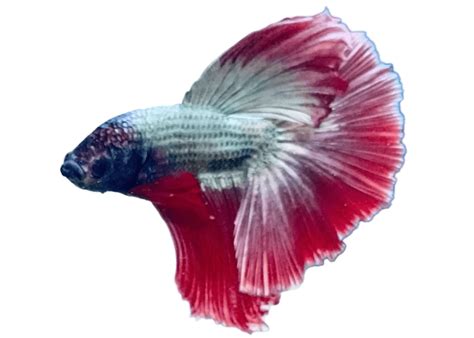 Betta Nemo Candy Green Red Base – Premium Fancy Betta Fish