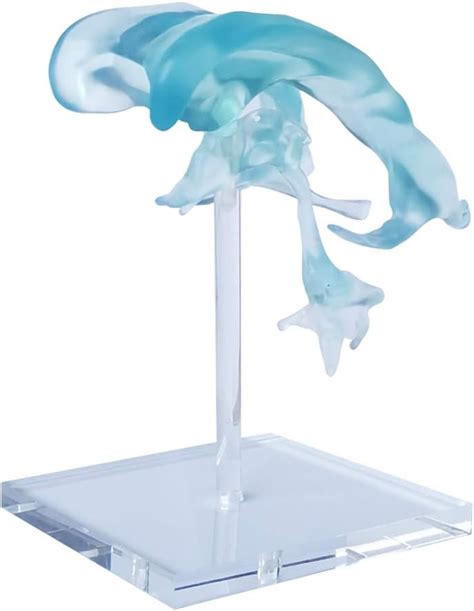 EVOTECH SCIENTIFIC Human Brain Ventricles Model for India | Ubuy