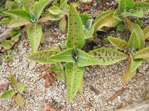 Kalanchoe gastonis-bonnieri - Donkey ear plants care and culture ...