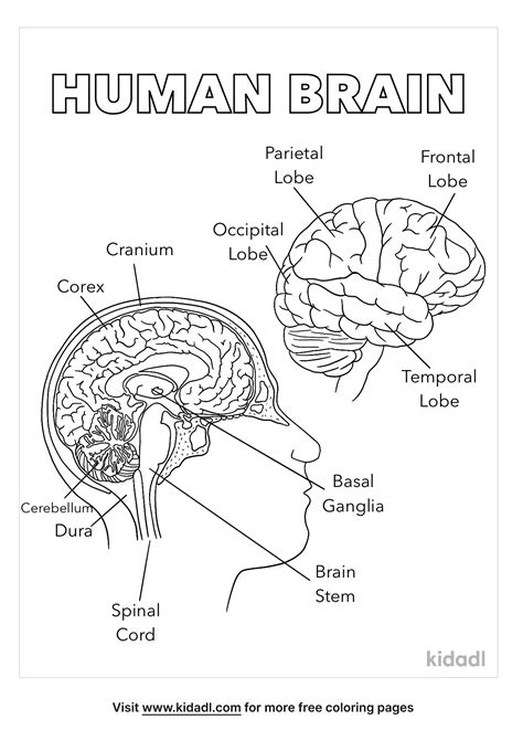 Brain Coloring Page Labeled