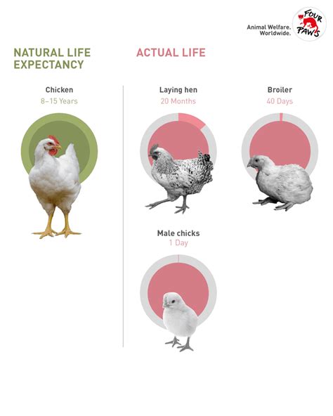 Information about chickens - FOUR PAWS International - Animal Welfare ...