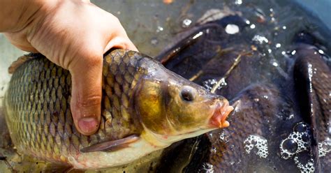 Advances in Aquaculture Vaccines Against Fish Pathogens: Global Status ...