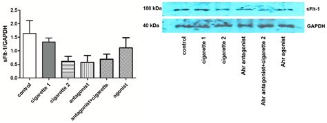 The Role of the Aryl Hydrocarbon Receptor in Vascular Factors Related ...