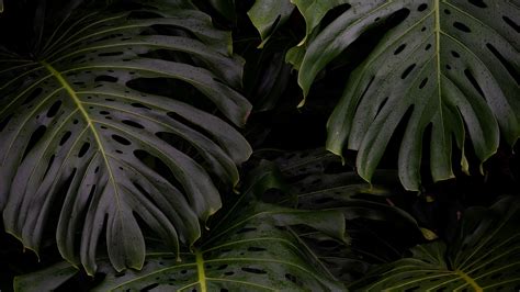 Download wallpaper 3840x2160 monstera, leaves, plant, green 4k uhd 16:9 ...