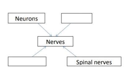 Complete the chart pl it's urgent - Brainly.in