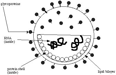Basic Virus Structure 的图像结果