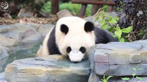 成都大熊猫基地12月25日免费开放 免费人数限制为2万人 - 封面新闻