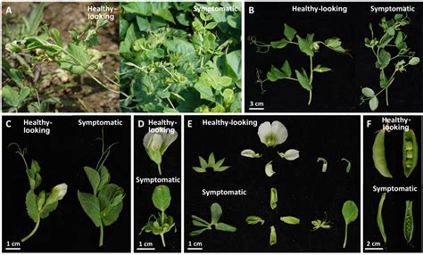 Detection, Identification and Molecular Characterization of the 16SrII ...