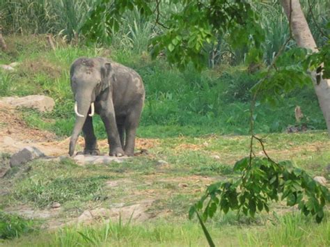 Visit the elephants in Chiang Mai | TimesTravel