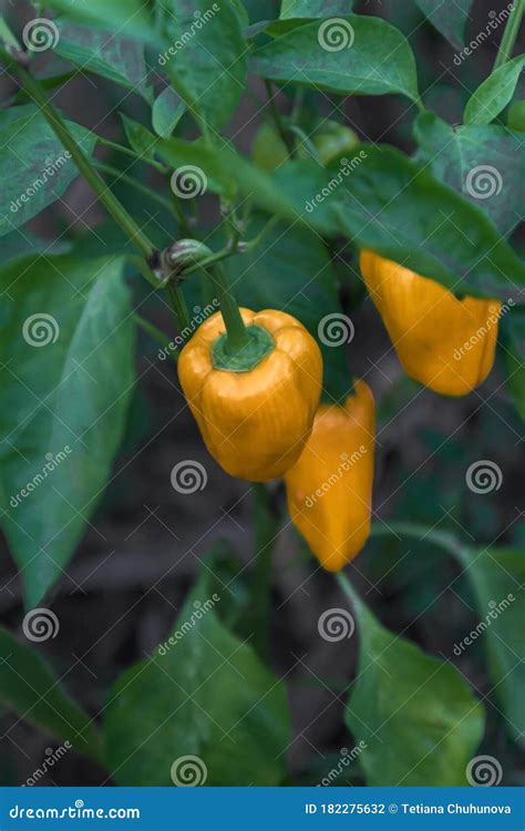 Yellow and Orange Bell Pepper Plant in a Vegetable Garden, Ready To ...