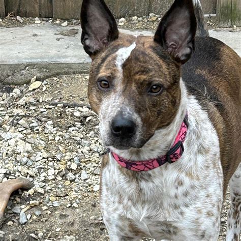 Dog for adoption - Lucy Loo, an Australian Cattle Dog / Blue Heeler Mix in Farmington, MN ...