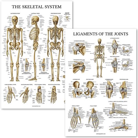 Palace Learning Skeletal System and Ligaments of the India | Ubuy