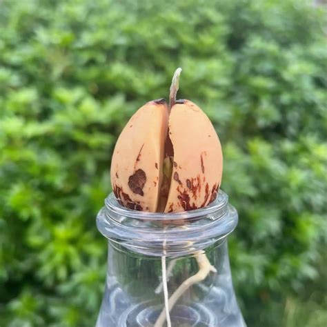 Grow an avocado plant from a seed - Mud & Bloom