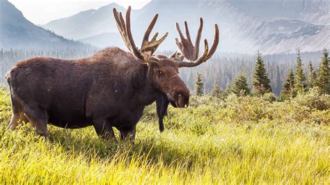Moose in Colorado: Types and Where They Roam - A-Z Animals