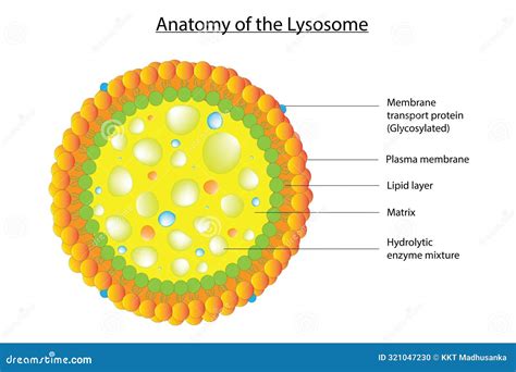 Lysosome diagram stock vector. Illustration of mitochondria - 321047230