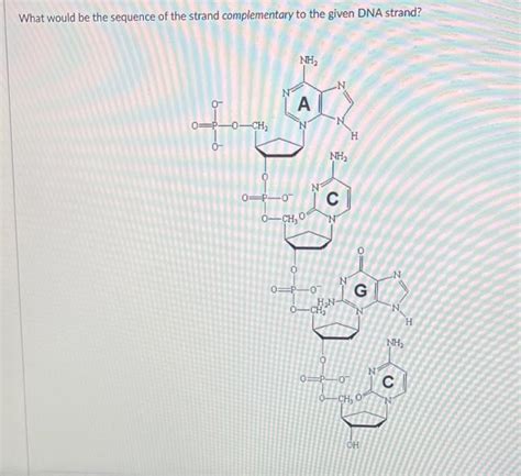 Solved What would be the sequence of the strand | Chegg.com