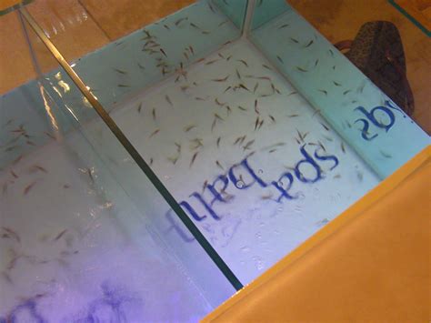 Garra Rufa fish treatment at Spa Balik - Frills 'n' Spills