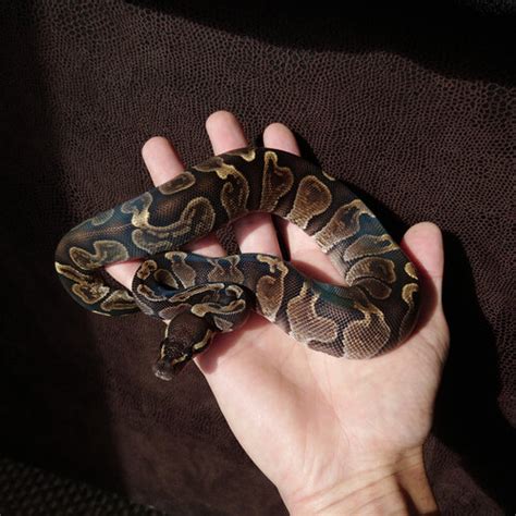 Image result for Ball Python Angry