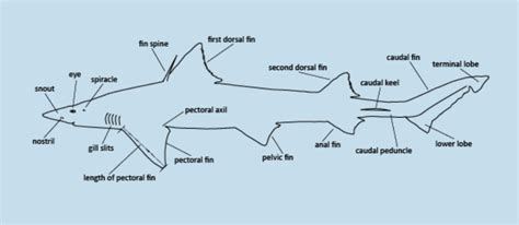 Image result for Interface with Python Project