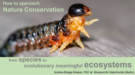 How to approach nature conservation: from species to evolutionary ...