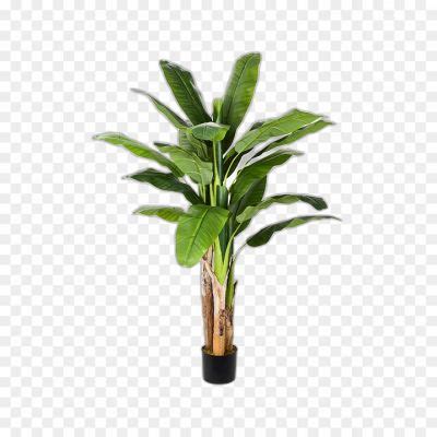 Banana Tree Transparent Image PNG Download - Pngsource