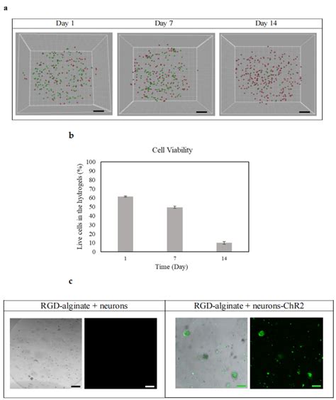 Optogenetically Engineered Neurons Differentiated from Human SH-SY5Y ...
