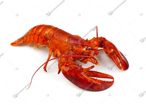 Red Lobster正版照片107665