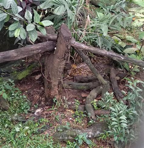 Image result for Reticulated Python Enclosure