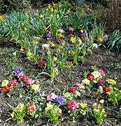 Image result for Spring Scenes Bunnies