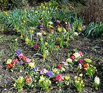 Image result for Spring Animals and Plants