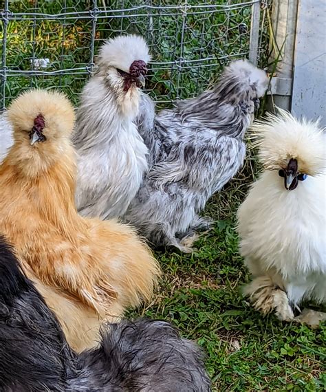 The Martha Stewart Blog : Blog Archive My Silkie Chickens are Growing ...