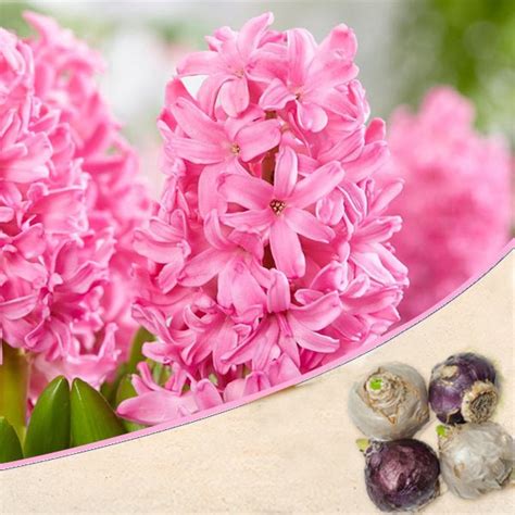 Buy Hyacinth (Pink) - Bulbs (set of 5) online from Nurserylive at ...