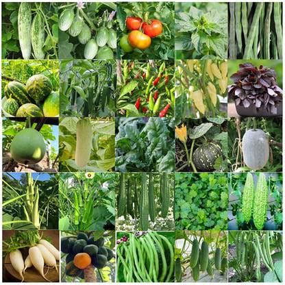 CYBEXIS Vegetable Combo( 25+ Rare Desi Varieties ) Seed Price in India ...