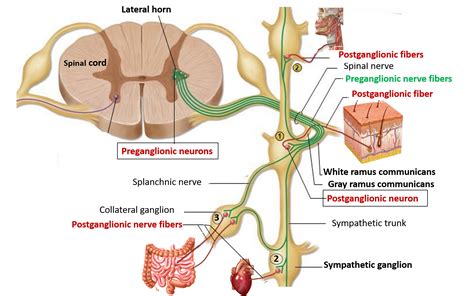 Sympathetic Trunk Ganglion