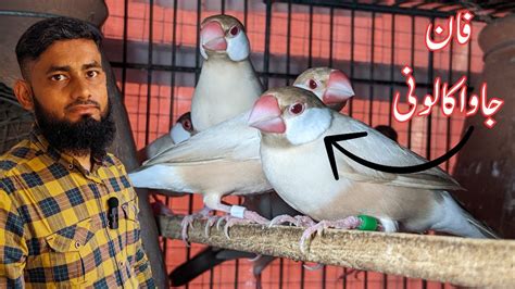 Image result for Fawn Java Sparrow