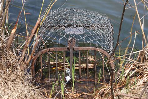 Can I trap and relocate problem beavers? in West Virginia | Beaver ...