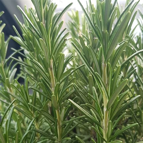 Romero (Salvia rosmarinus) - PictureThis