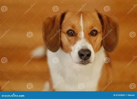 Brown and white beagle dog stock image. Image of beagle - 8162605