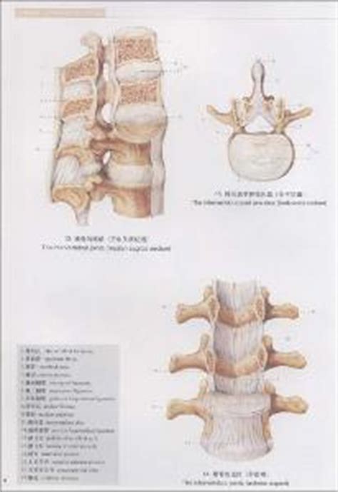 人体解剖模型-3-人体解剖模型-上海中瓯科教仪器有限公司